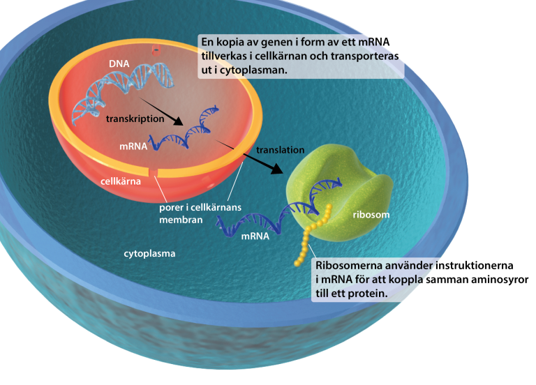 illustration av den centrala dogmen, hur dna transkriberas i cellkärnan till ett mRNA som transporteras ut ur cellen och översätts av ribosomerna till ett protein